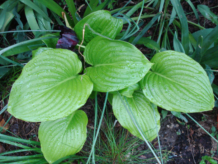 Hosta_Plantain Lily (2011, May 12)