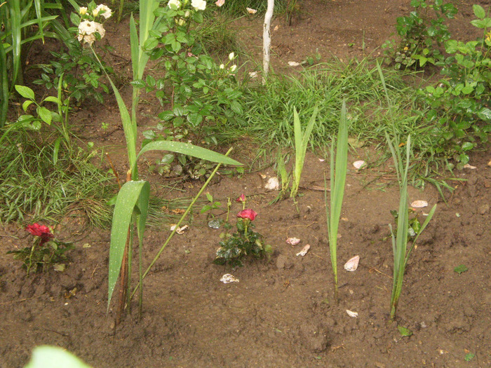 TRANDAFIRI PITICI CULTURA NOUA