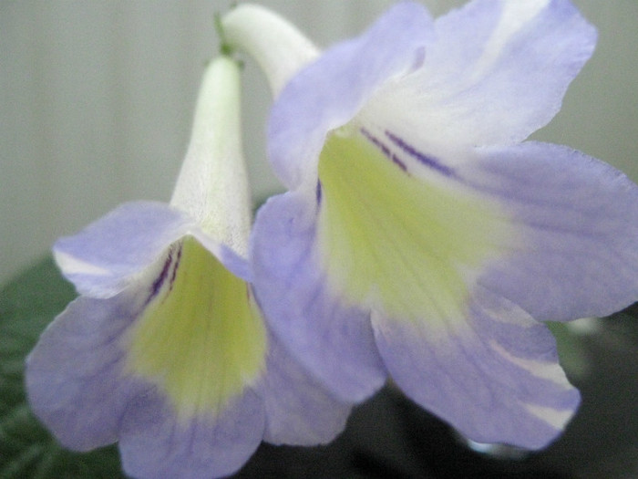  - streptocarpus Bristol s Psychedelic Sun