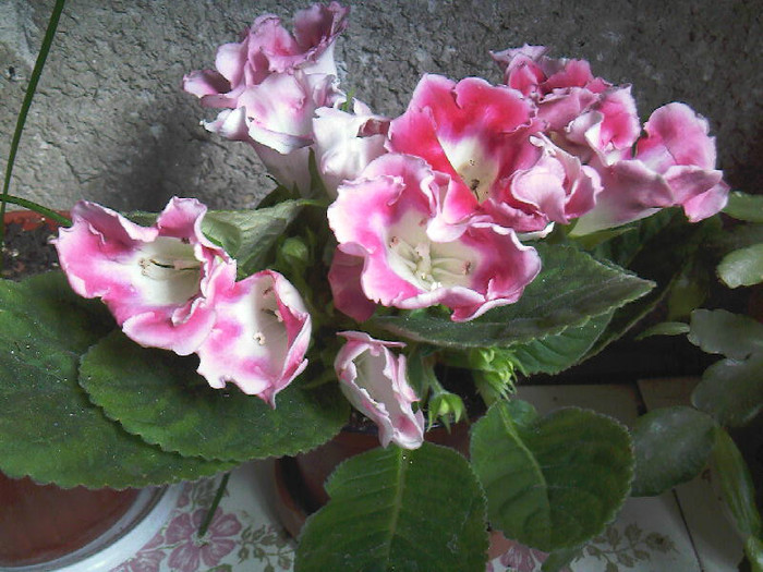 rosalinda - Gloxinia rosalinda