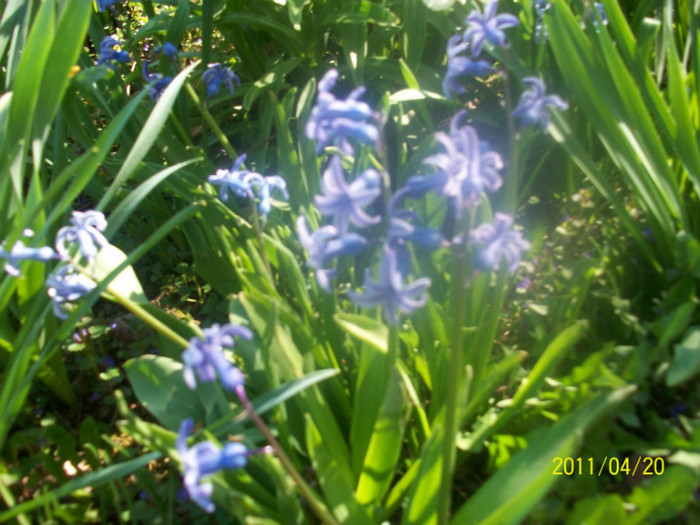 100_1604 - in gradina