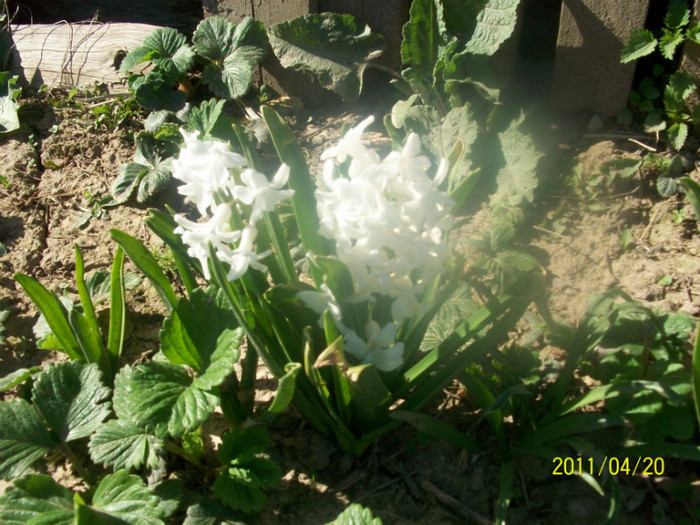 100_1609 - in gradina