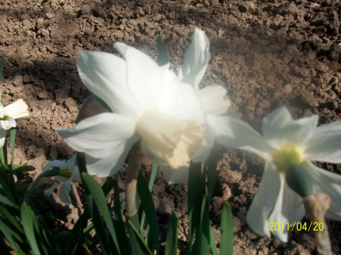 100_1614 - in gradina