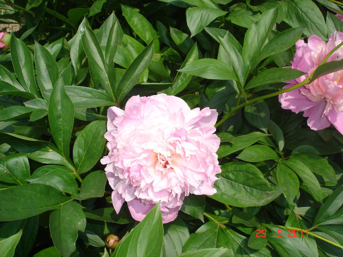 DSC01649 - gradina 2011