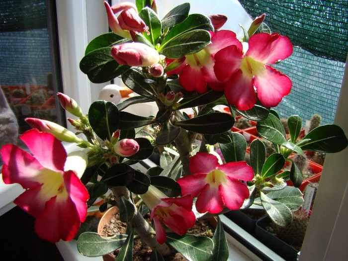 DSC04513 - Adenium cumparat de la Bakker