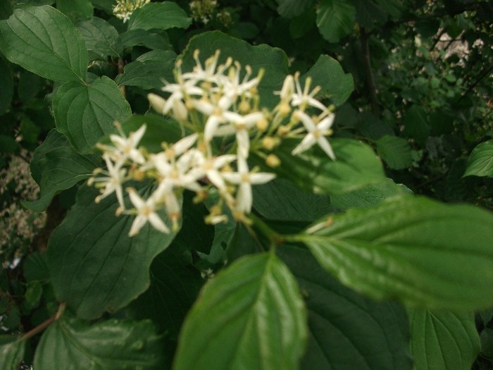 imaginile mele 871 - MAI 2011