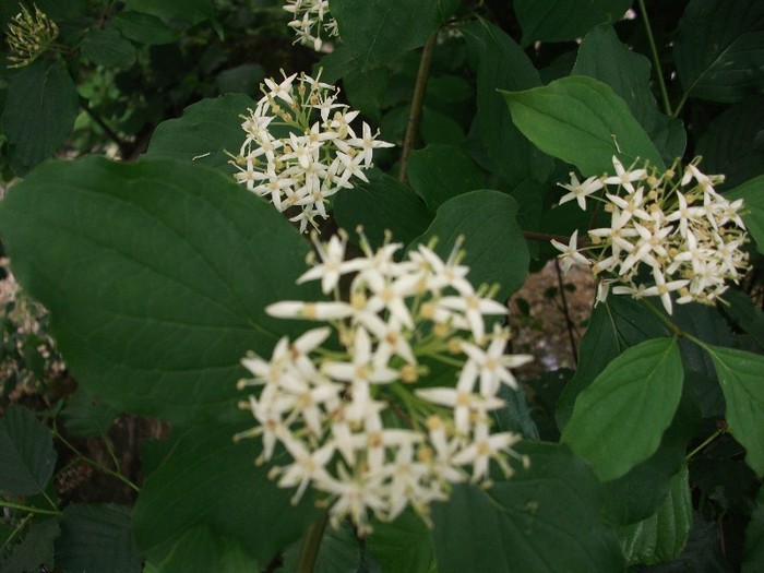 imaginile mele 872 - MAI 2011