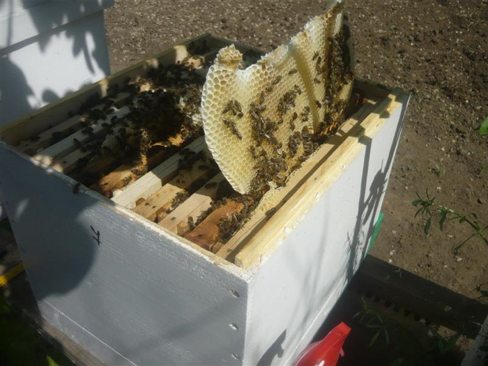 P1020526 (Medium); apicultura defectuasa
