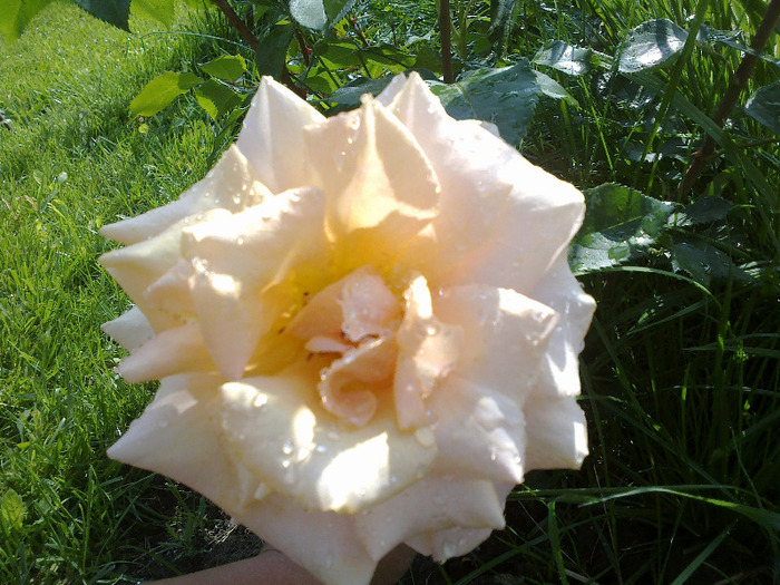 trandafiri si alte flori 053 - au inflorit trandafirii mai 2013