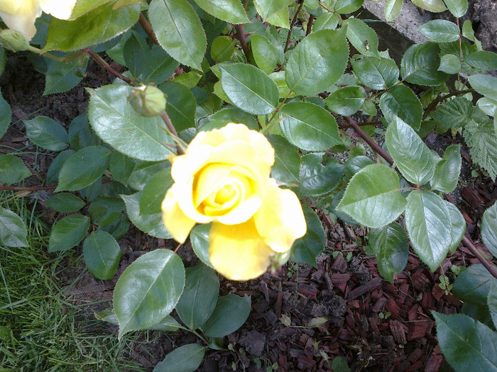 trandafiri si alte flori 062 - au inflorit trandafirii mai 2013