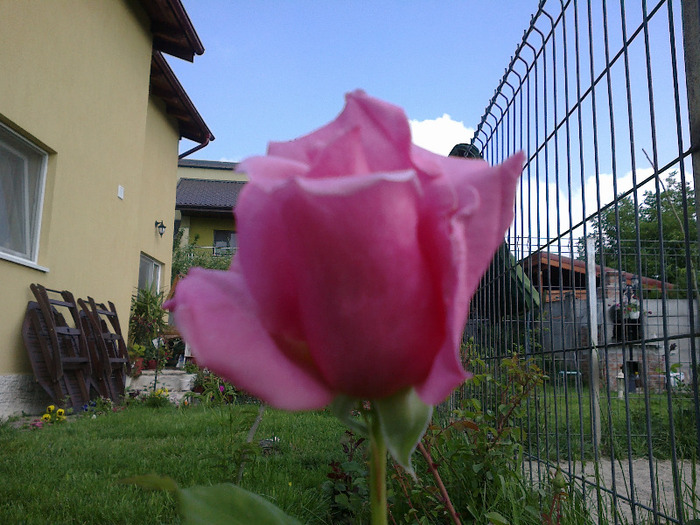 trandafiri si alte flori 072 - au inflorit trandafirii mai 2013