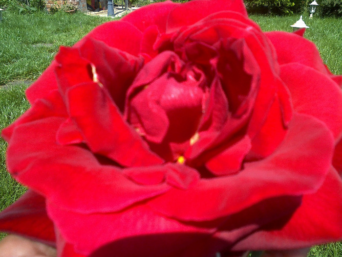 trandafiri si alte flori 080 - au inflorit trandafirii mai 2013