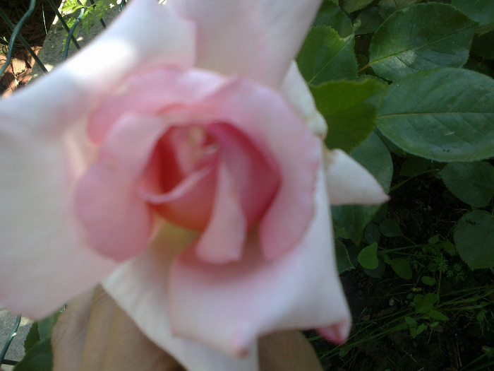 trandafiri si alte flori 087 - au inflorit trandafirii mai 2013