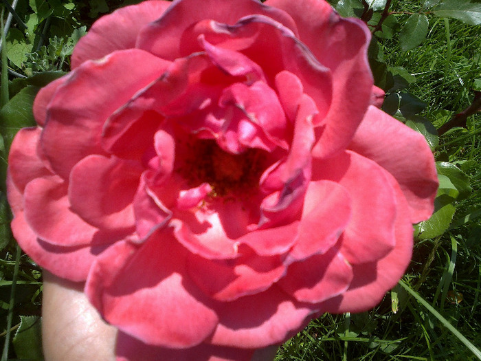 trandafiri si alte flori 088 - au inflorit trandafirii mai 2013