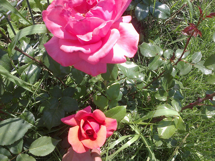 trandafiri si alte flori 089 - au inflorit trandafirii mai 2013