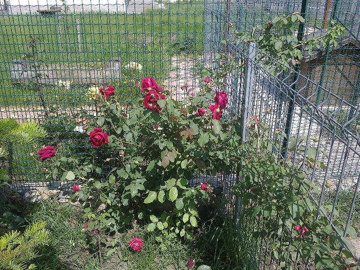 trandafiri si alte flori 094 - au inflorit trandafirii mai 2013