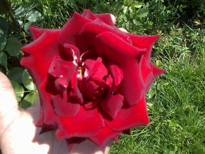 trandafiri si alte flori 098 - au inflorit trandafirii mai 2013