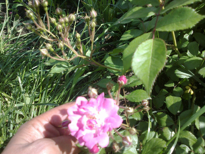 trandafiri si alte flori 102 - au inflorit trandafirii mai 2013
