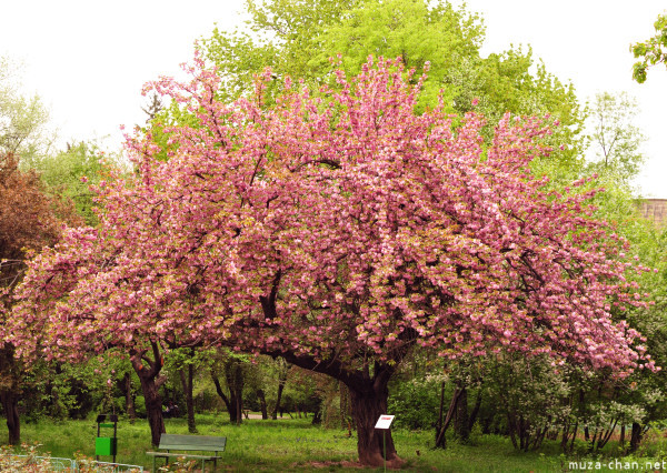 Florii de ciresi