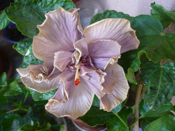 P1070387