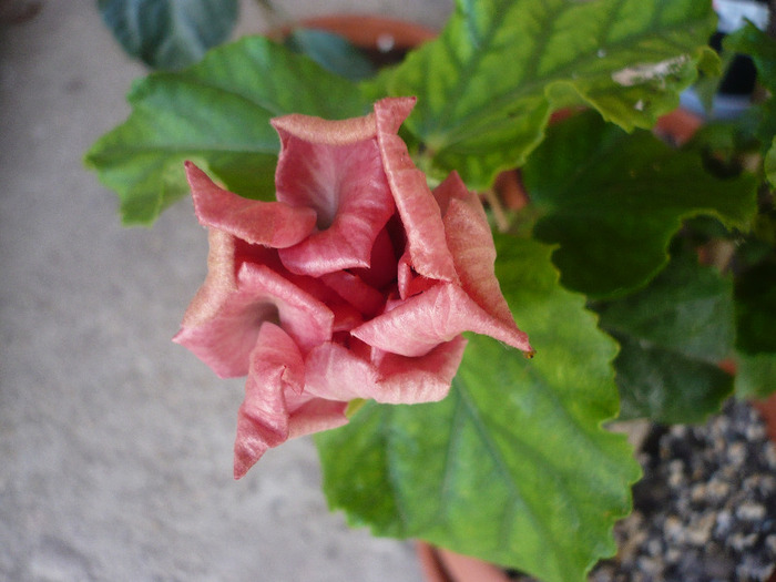 P1070390
