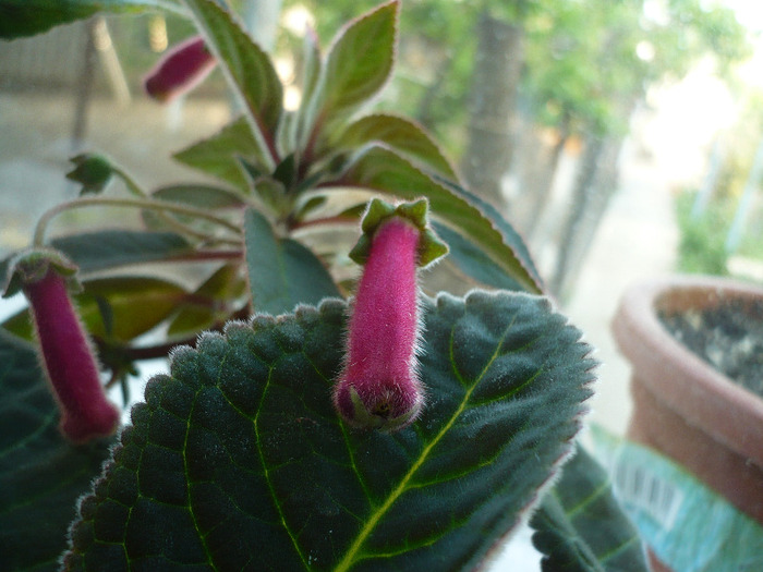 P1070396 - HL Blackberry Butterfly