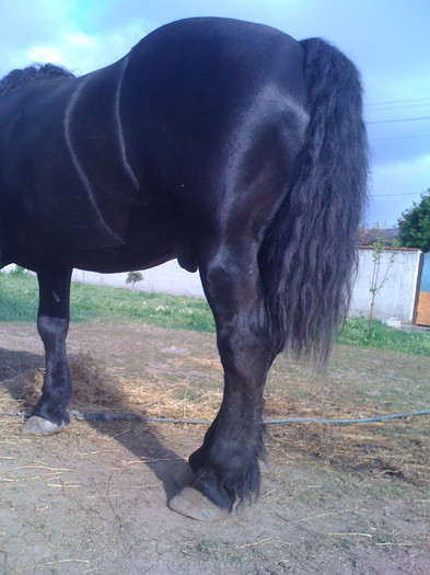 percheron - cai