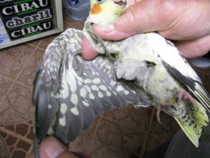 asa se face determinarea sexului la ea...