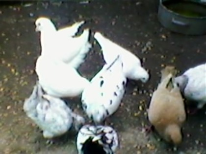 SP_A0436 - amestecati4