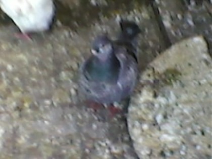 SP_A0446 - amestecati4