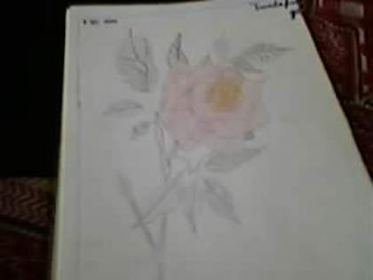 SP_A0379 - trandafiri in creion