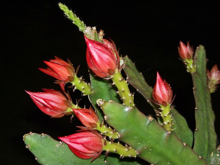 100_6328 - Flori 2011