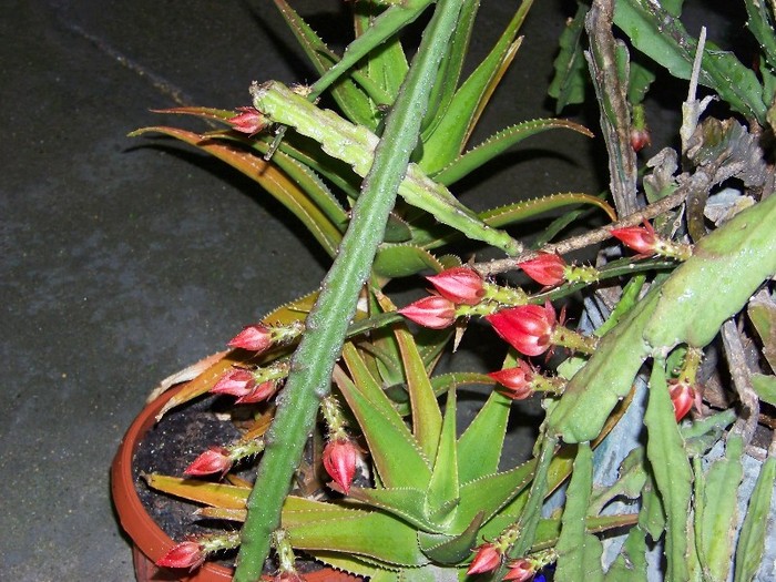 100_6329 - Flori 2011