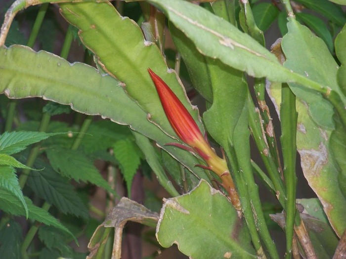 100_6346 - Flori 2011