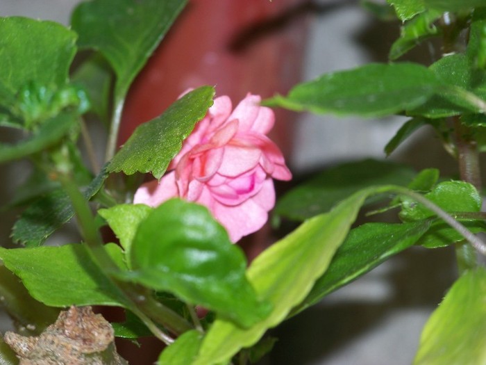 100_6348 - Flori 2011