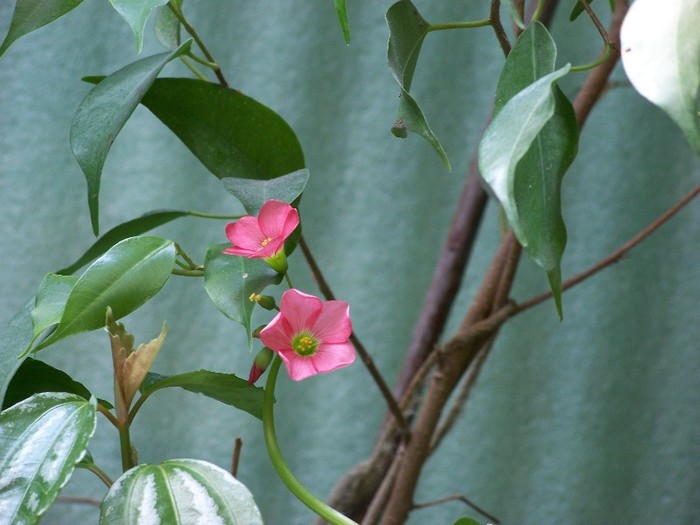 100_6408 - Flori 2011