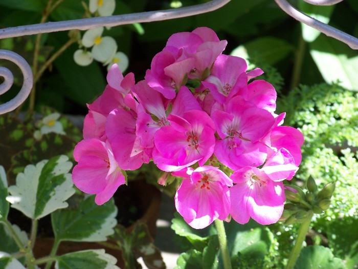 100_6414 - Flori 2011