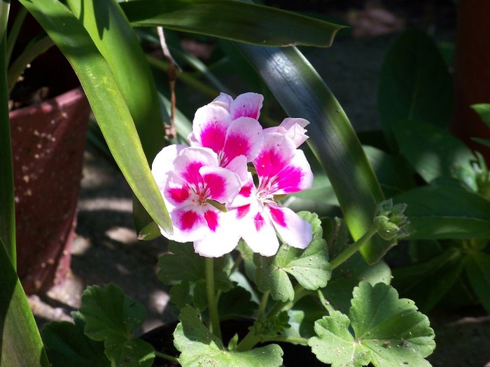 100_6415 - Flori 2011