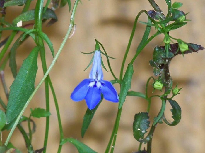 100_6421 - Flori 2011