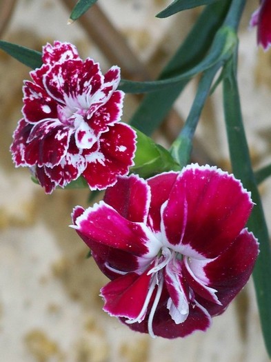 100_6422 - Flori 2011
