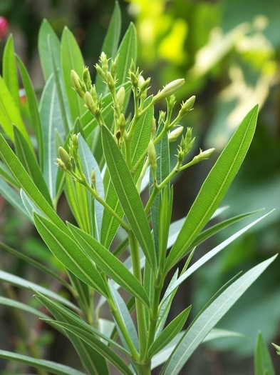 100_6424 - Flori 2011
