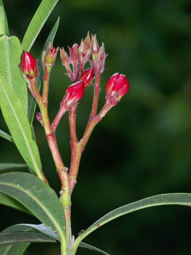 100_6425 - Flori 2011