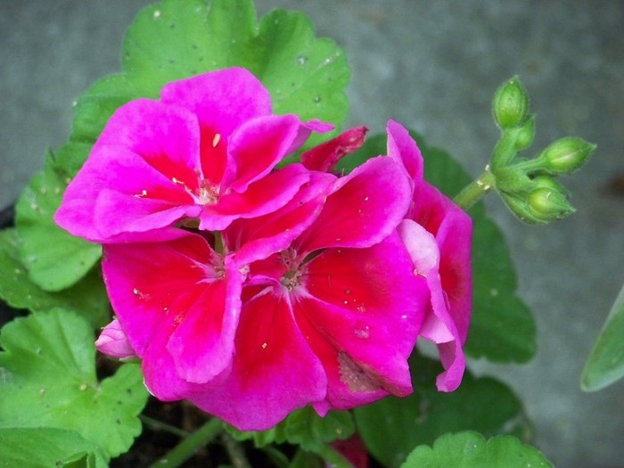 100_6433 - Flori 2011