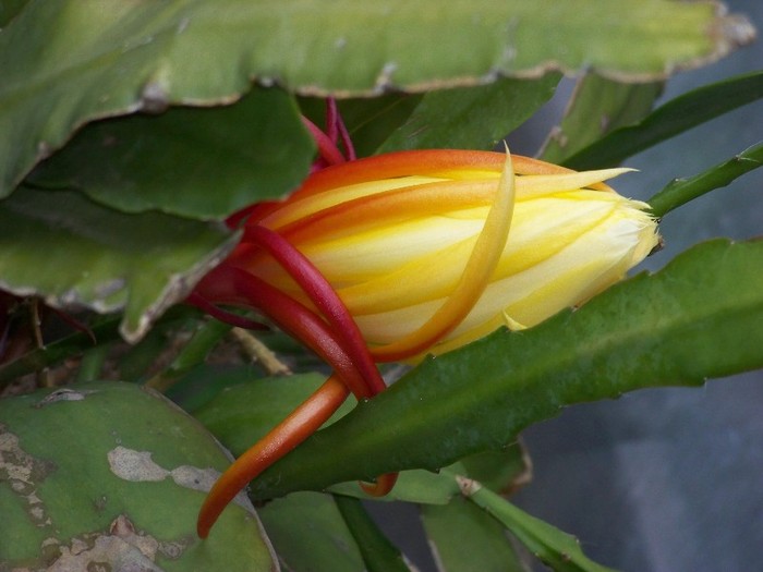 100_6445 - Flori 2011