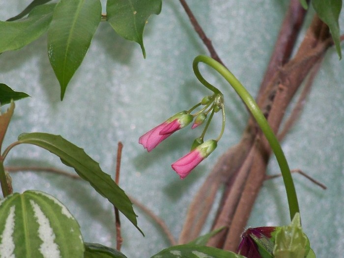 100_6452 - Flori 2011