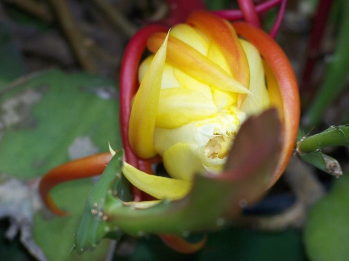 100_6456 - Flori 2011