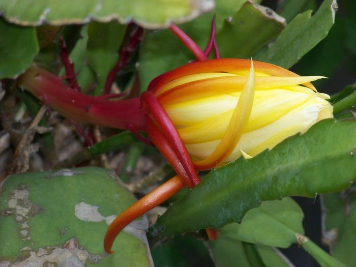 100_6457 - Flori 2011