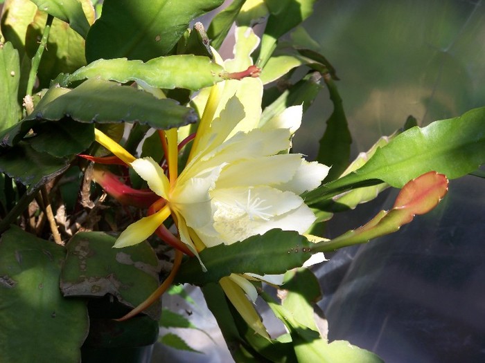 100_6465 - Flori 2011