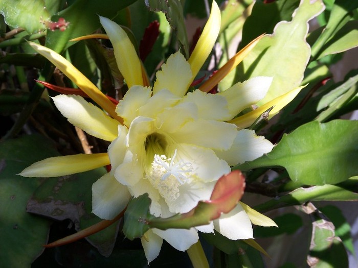 100_6466 - Flori 2011