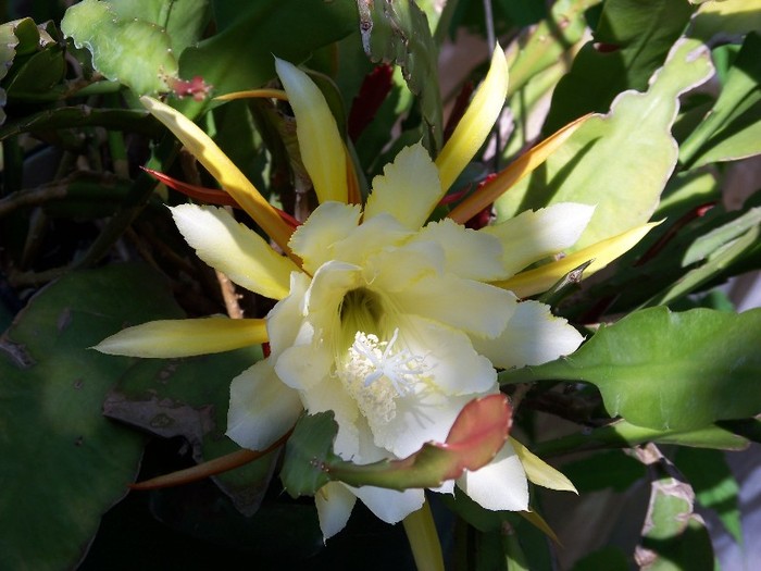 100_6467 - Flori 2011